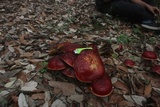 Butyriboletus frostii image