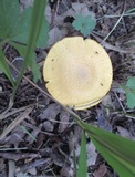 Cantharellus appalachiensis image