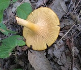 Cantharellus appalachiensis image