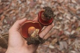 Rubroboletus dupainii image