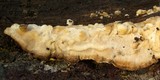 Bjerkandera adusta image