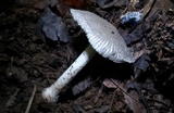 Amanita farinosa image