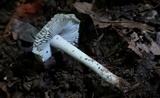 Amanita farinosa image