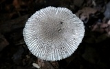 Amanita farinosa image