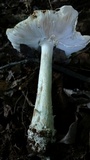 Amanita canescens image