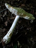 Amanita canescens image