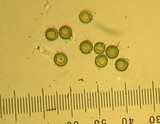 Calbovista subsculpta image