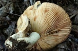 Lactarius argillaceifolius image