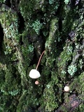 Mycetinis scorodonius image