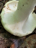 Russula cyanoxantha image