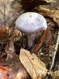 Cortinarius alboviolaceus image