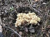 Ramaria rasilispora image