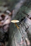 Callistosporium luteo-olivaceum image