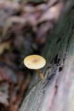 Callistosporium luteo-olivaceum image