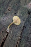 Callistosporium luteo-olivaceum image