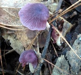 Gymnopus iocephalus image