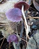 Gymnopus iocephalus image