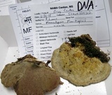 Trametes nivosa image