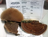 Nigroporus vinosus image