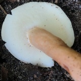 Gyroporus castaneus image