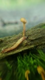 Ophiocordyceps ferruginosa image