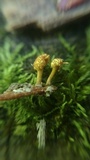 Ophiocordyceps ferruginosa image