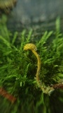 Ophiocordyceps ferruginosa image