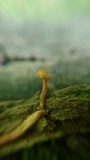 Ophiocordyceps ferruginosa image