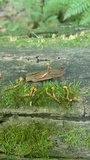Ophiocordyceps ferruginosa image
