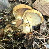 Tapinella atrotomentosa image