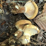 Tapinella atrotomentosa image