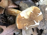 Xanthoconium affine image