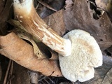 Xanthoconium affine image