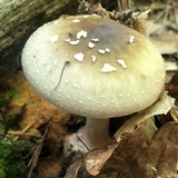 Amanita brunnescens image