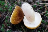 Gyroporus castaneus image
