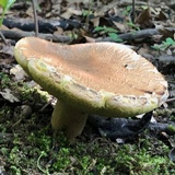 Boletus variipes image