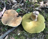 Boletus variipes image
