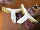 Boletus variipes image
