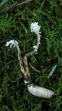 Cordyceps tenuipes image
