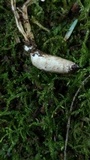 Cordyceps tenuipes image