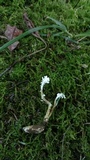 Cordyceps tenuipes image
