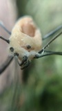Pandora phalangicida image