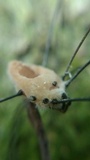 Pandora phalangicida image