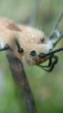Pandora phalangicida image