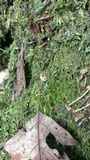 Pandora phalangicida image
