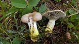 Gomphidius largus image