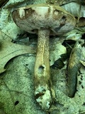 Tylopilus felleus image