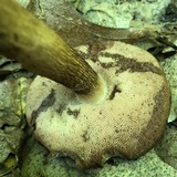 Tylopilus felleus image