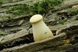 Neolentinus lepideus image