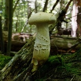 Neolentinus lepideus image
